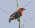 /album/photogallery/male-black-winged-red-bishop-jpg/